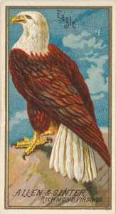 Achse, aus der Serie "Vögel von Amerika" (N4), für die Marke Allen & Ginter Zigarettenmarken
