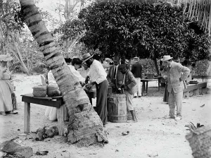 Essen von Kokosnüssen, 1910 (Kokostopf). Künstler unbekannt