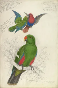 Nineteenth Century Watercolour Art Drucke: Eclectus Roratus Polychloros, ca. 1830-32. Creator: Edward Lear
