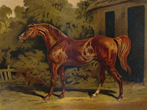 Antique Equestrian Art Drucke: Eclipse, c1879. Creator: Unknown