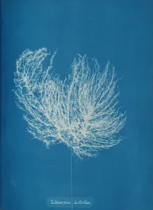 Anna Atkins Cyanotype Drucke: Ectocarpus distantus, ca. 1853. Creator: Anna Atkins