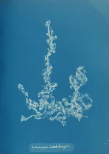 Ectocarpus Landsburghii, um etwa 1853 von Anna Atkins geschaffen wurde