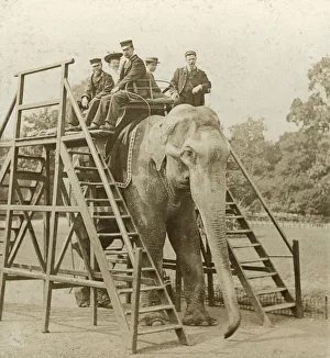 Antique Print Collector Items Drucke: Elephant ride