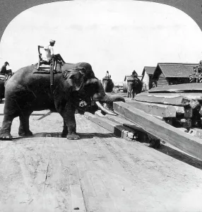 Black And White Elephant Photos Drucke: Elephants moving timber, Rangoon, Burma (Myanmar), 1900s. Artist: Underwood & Underwood