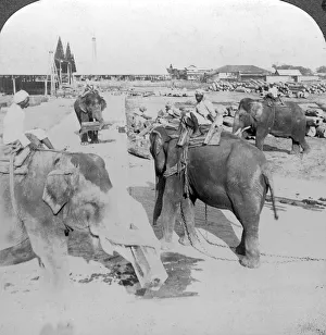 Black And White Elephant Photos Drucke: Elephants working in a timber yard, India, c1900s(?). Artist: Underwood & Underwood