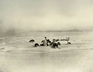 Ernest Shackleton Drucke: Emperors Tobogganning, c1908, (1909)