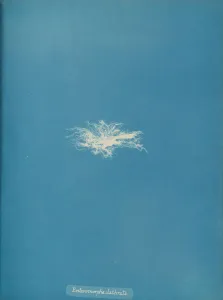 Anna Atkins Cyanotype Drucke: Enteromorpha clathrata, ca. 1853. Creator: Anna Atkins