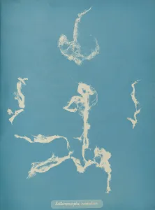 Anna Atkins Cyanotype Drucke: Enteromorpha ramulosa, ca. 1853. Creator: Anna Atkins