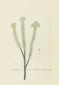 Euryops lateriflorus (L.f.) DC., 1777-1786, Schöpfer: Robert Jacob Gordon