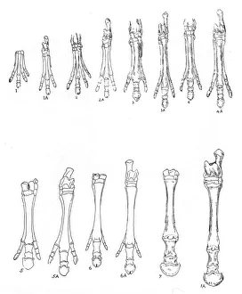 Entwicklung des Pferdes 1914-20