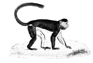 African Primate Drucke: Facsimile of 'Tiny, ' the late Mr