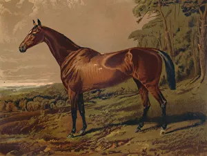 Antique Equestrian Art Drucke: Fair Nell, c1879. Creator: Unknown