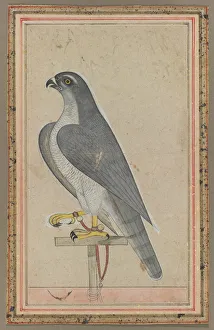 Opaque Watercolour On Paper Art Drucke: Falcon, c. 1770. Creator: Unknown