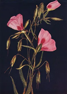 California Wildflowers Drucke: Farewell to Spring, c1915, (1915). Artist: Emma Graham Clock