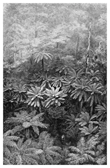 Australian Rainforest Drucke: Fern Tree Gully, Australia, 1886
