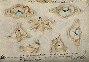 Die ersten und zweiten Halswirbel, 09.11.1852. Künstler: J.C. Whishaw