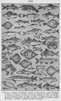Black And White Fish Art Drucke: Fish, 1907, (1907)