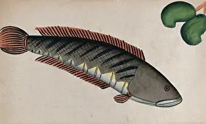 Aquatic Life Art Drucke: Fish. Creator: Unknown