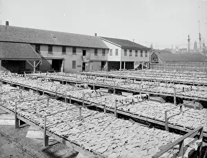 Fischkörner aus Gloucester (Mass.), um 1900
