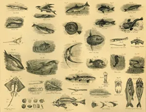 Black And White Prints Drucke: Fishes, c1910. Creator: Unknown