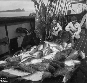 Black And White Fishing Images Drucke: Fishing boat, cod and halibut, before 1927. Creator: Unknown