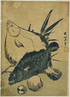 Japanese Heritage Woodblock Prints Drucke: Flatfish, scorpion fish, and shells, from an untitled series of chuban prints, Japan, c