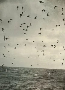 South Pole Exploration History Drucke: Flight of Antarctic Petrels, c1908, (1909)