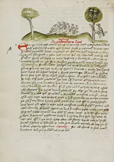 Christian Manuscript Art Drucke: A Flock of Birds under a Tree including a Crowned Eagle with a