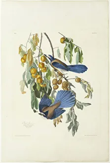 Floriden Löwenzahn, 1830. Erfinder: Robert Havell