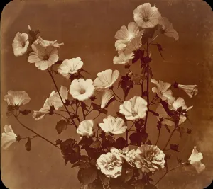 French Heritage Photography Drucke: [Flower Study, Rose of Sharon], ca. 1854. Creator: Adolphe Braun