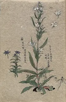 Close Up Flower Pictures Drucke: Two flowering plants. Creator: Unknown
