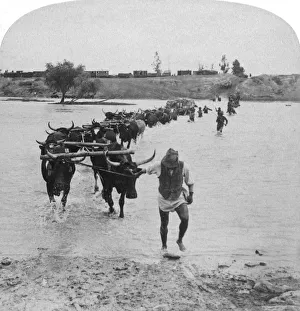South African War History Drucke: Fording the Modder River, Boer War