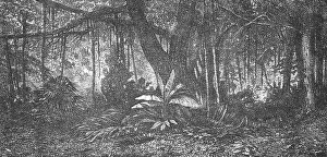 Wald auf der Insel Java; Spekulationen über ehemalige Südgeographien, 1875. Schöpfer unbekannt