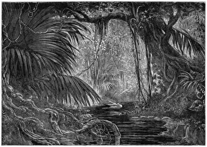 Ein Waldbildnis aus dem Jahr 1877 im Peruanischen Landesinneren