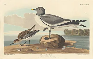 Kiebitzschwanzgans, 1835. Erfinder: Robert Havell