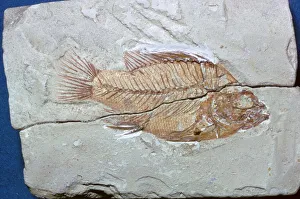 Gefossilisiertes Fischfleisch
