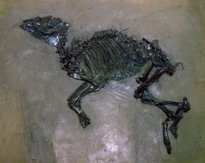 Fossiler Pferd