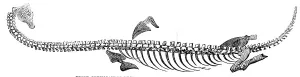 Illustrated London News Articles Drucke: Fossil Plesiosaurus recently found at Street, near Glastonbury, 1857. Creator: Unknown