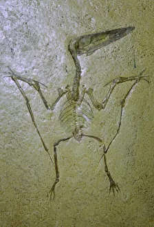 Drucke von Fossili des Pterodaktyls Spectabilis Spectabilis Drucke: Fossils eines Pterodaktels