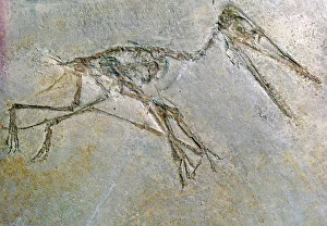 British Museum Artefact Drucke: Fossil skeleton of a Pteradactyl