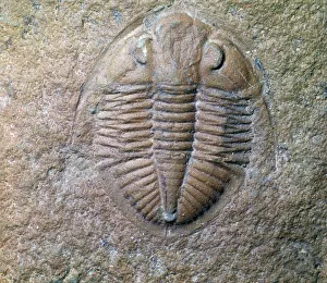Trilobite Fossil Drucke: Fossil trilobite