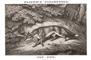 Samuel Howitt Artwork Drucke: The Fox, (1924). Creator: Unknown
