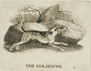 Black And White Animal Portraits Drucke: Fox Hound, n. d. Creator: Thomas Bewick