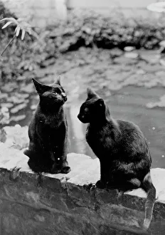 Franzes Benjamen Johnsonts Katzen Hermann und Verminus ...Neu-Orleans-Haus, Louisiana ,c 1945 bis 1950. Schöpferin : Franzes Benjamen Johnsont