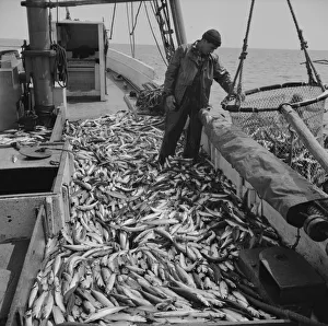 Black And White Fishing Images Drucke: Freshly-caught mackerel gasping and flapping on the deck of a