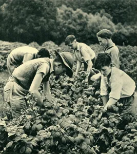 Second World War Era Photos Drucke: Fruit Picking in War Time, 1944. Creator: Unknown