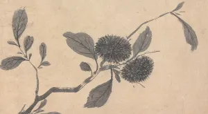 Ink On Paper Artworks Drucke: Fruit, unknown date, c1450-1509. Creator: Shen Zhou