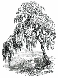 British Black And White Prints Drucke: The Funebral Cypress, 1850. Creator: Unknown