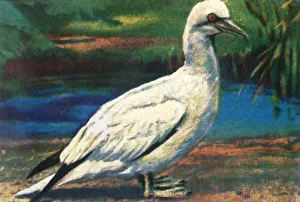 Sea Bird Photography Drucke: Gannet, c1928. Creator: Unknown