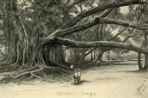Riesige Bäume in Buitenzorg, Java, 1898. Künstler: Christian Wilhelm Allers